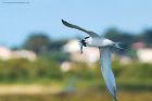 sandwich_Noirmoutier_230622d.jpg