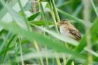 sedgeWarbler_LM_050821d.jpg