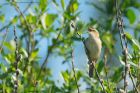 sedgeWarbler_brockholes_120523a.jpg