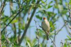 sedgeWarbler_brockholes_120523b.jpg