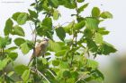 sedgeWarbler_brockholes_120523c.jpg