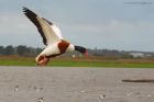 shelduck_MMWWT_181122a.jpg