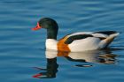 shelduck_MiMWWT_171221a.jpg