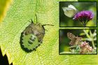 shieldbug_gdn_130923a.jpg