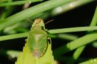 shieldbug_gdn_190723a.jpg