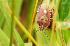 shieldbug_gite2_260622a.jpg