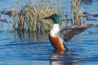 shoveler_LM_100323a.jpg