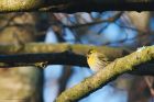 siskin_LM_151222a.jpg