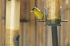 siskin_gdn_190422b.jpg