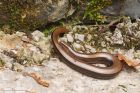 Filename=slowWorm_HB_280723a.jpg
Filesize=761KB
Dimensions=1300x867
Date added=Aug 28, 2025 slowWorm_HB_280723a.jpg