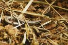 slowWorm_MarshallMeadow_010623a.jpg