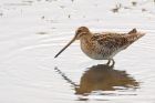 snipe_LM_050821b.jpg