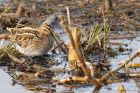 snipe_LM_210122b.jpg