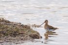 snipe_LM_210122c.jpg