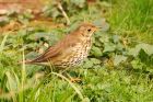 songThrush_zoo_270323a.jpg