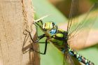 southernHawker_HB_230823b.jpg