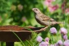 sparrow_gdn_060623aa.jpg