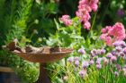 sparrows_gdn_020623a.jpg