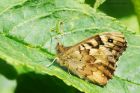 speckledWood_gdn_180423a.jpg