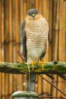 sprawk_gdn_201122b.jpg