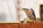 sprawk_gdn_210223a.jpg