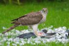 sprawk_gdn_251022a.jpg