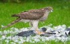 sprawk_gdn_251022b.jpg