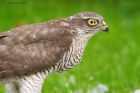 sprawk_gdn_251022c.jpg