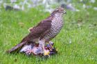 sprawk_gdn_261022a.jpg