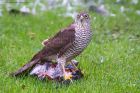 sprawk_gdn_261022b.jpg