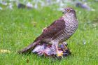 sprawk_gdn_261022c.jpg