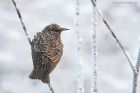 starling_LM_151222a.jpg