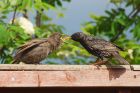 starling_gdn_110523a.jpg