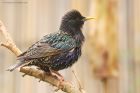 starling_gdn_160423a.jpg