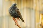 starling_gdn_300423b.jpg