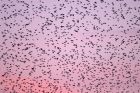 starling_roost_2501a.jpg