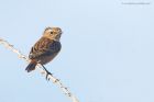 stonechat_RP_131120a.jpg