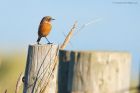 stonechat_RP_191121a.jpg