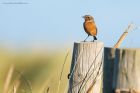 stonechat_RP_191121b.jpg