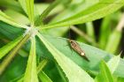 sulphurTubic_brockholes_120523.jpg