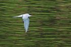 tern_brockholes_120523a.jpg