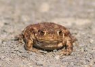 toad_2603a.jpg