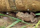 toad_300509a.jpg