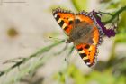 tortoiseshell_gdn_030723b.jpg