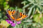 tortoiseshell_gdn_030723c.jpg