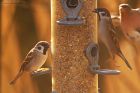 treeSparrow_FoulMoss_230223a.jpg