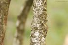 treecreeper_HB_190821a.jpg