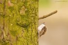 treecreeper_brock_240323a.jpg