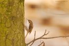 treecreeper_brock_240323b.jpg