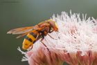 Filename=volucella_gdn_200823b.jpg
Filesize=793KB
Dimensions=1300x867
Date added=Aug 28, 2025 volucella_gdn_200823b.jpg